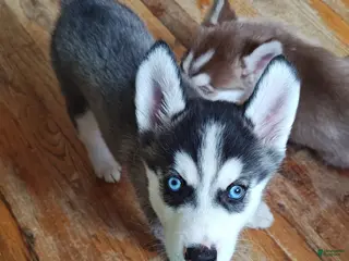 Mixed Breed dogs Mr. Grey - Ad 36