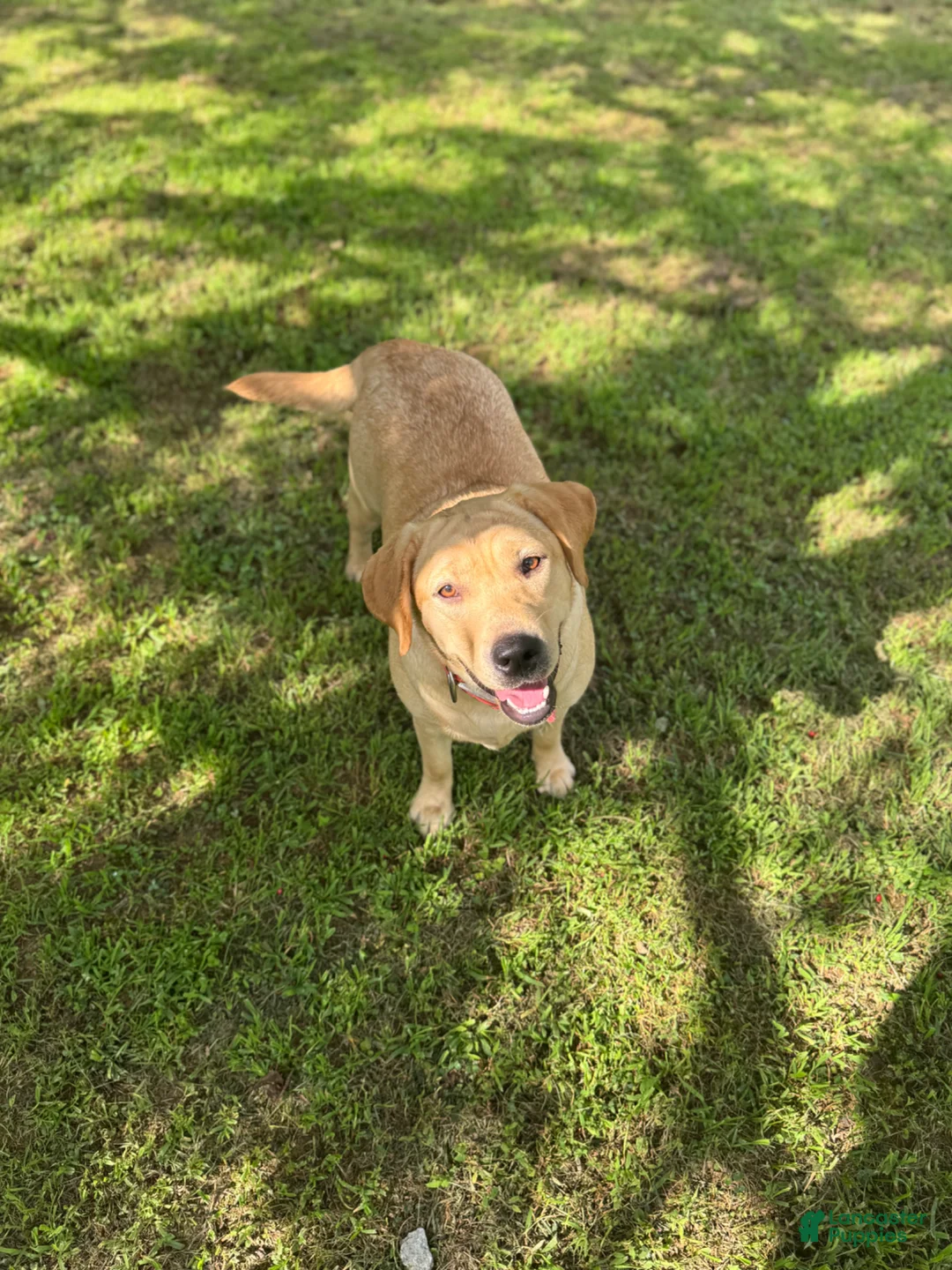Labrador Retriever dogs for sale: Rascal - Ad 3
