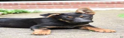 Mixed Breed dogs for sale: Kameron - Ad 2