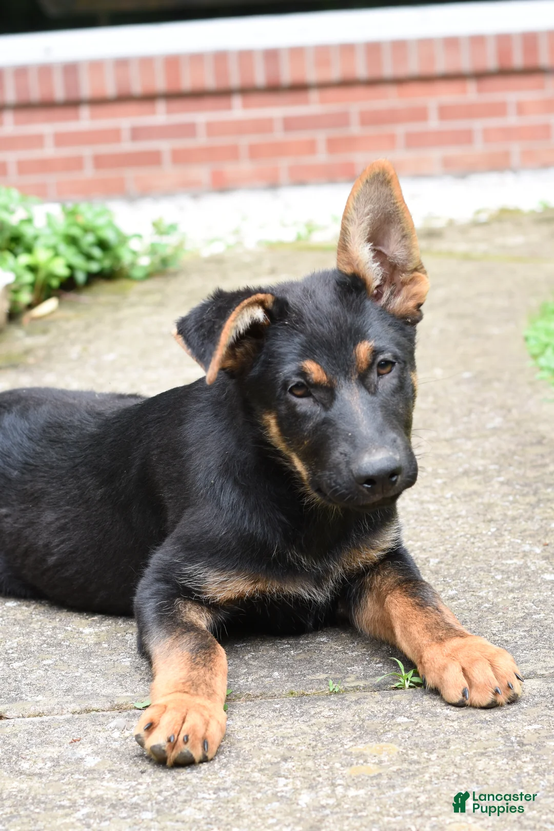 Mixed Breed dogs for sale: Kameron - Ad 2