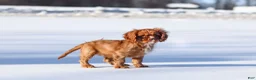Cavalier King Charles Spaniel dogs for sale: Colsen - Ad 7