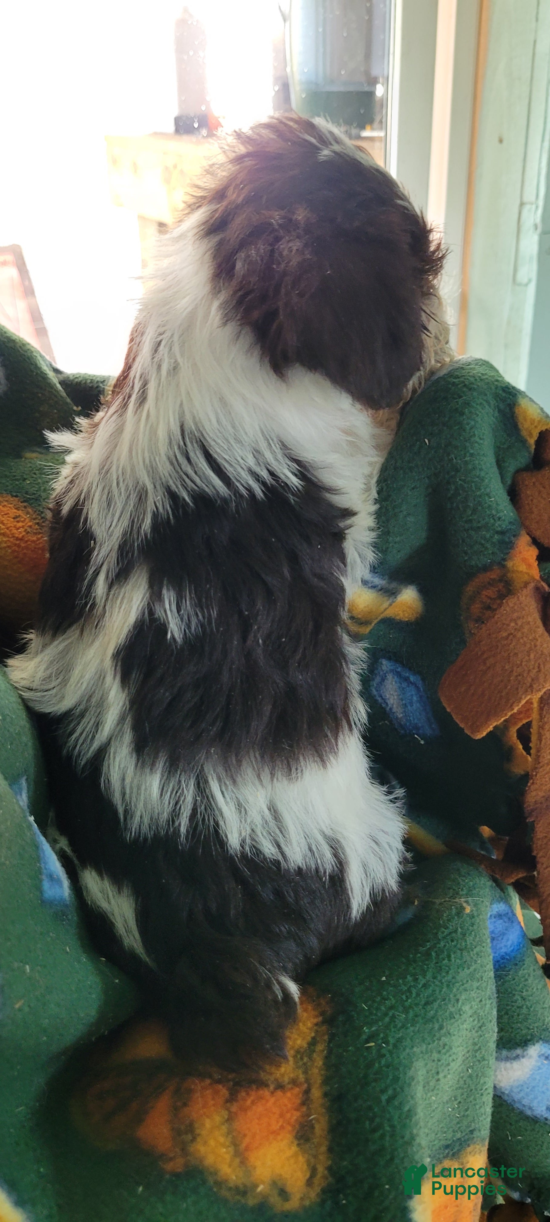 Miniature Schnauzer dogs AKC Simon - Ad 2
