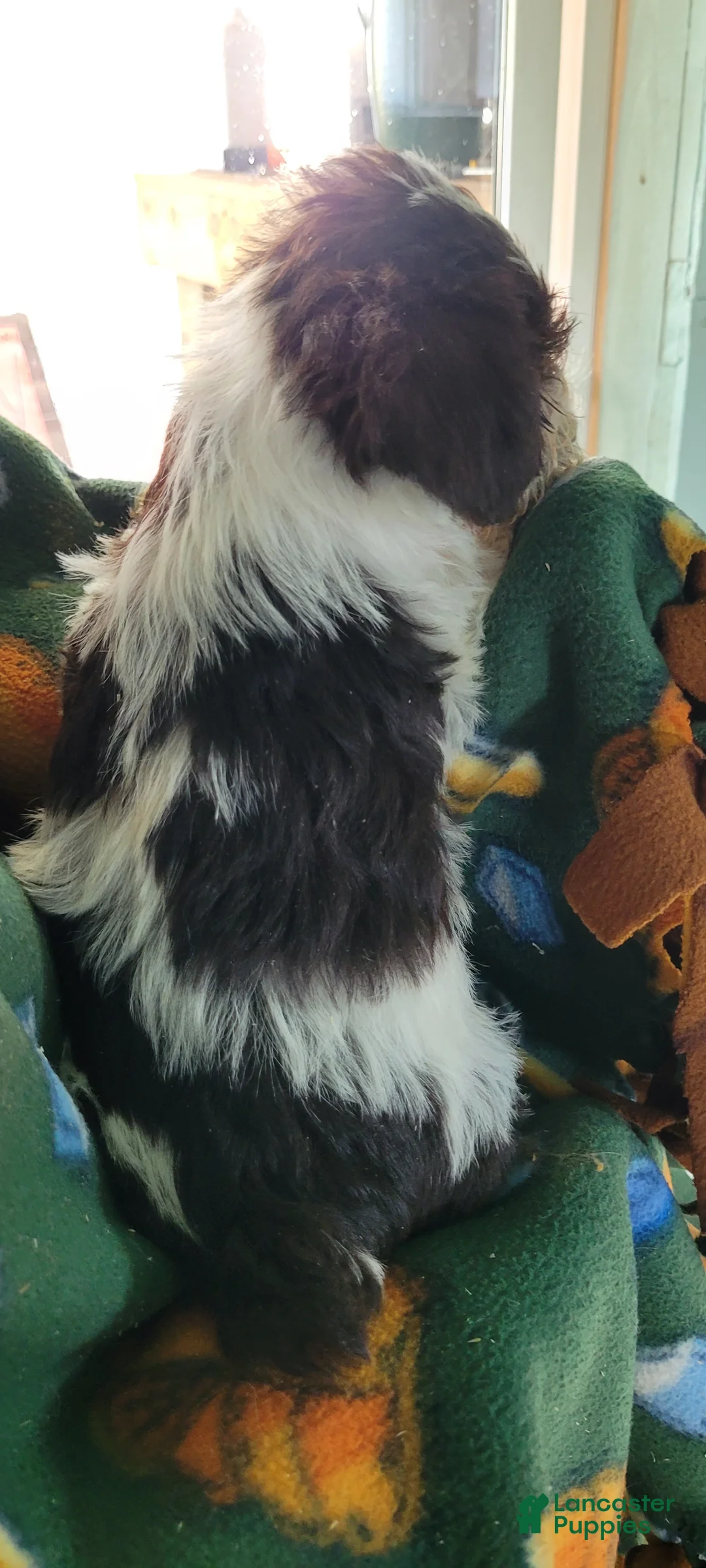 Miniature Schnauzer dogs for sale: AKC Simon - Ad 2