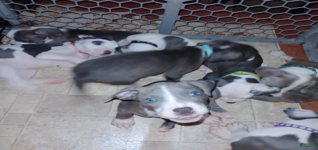 Gallery Image {{count}}