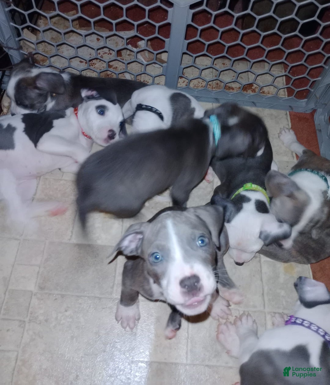 Gallery Image {{count}}