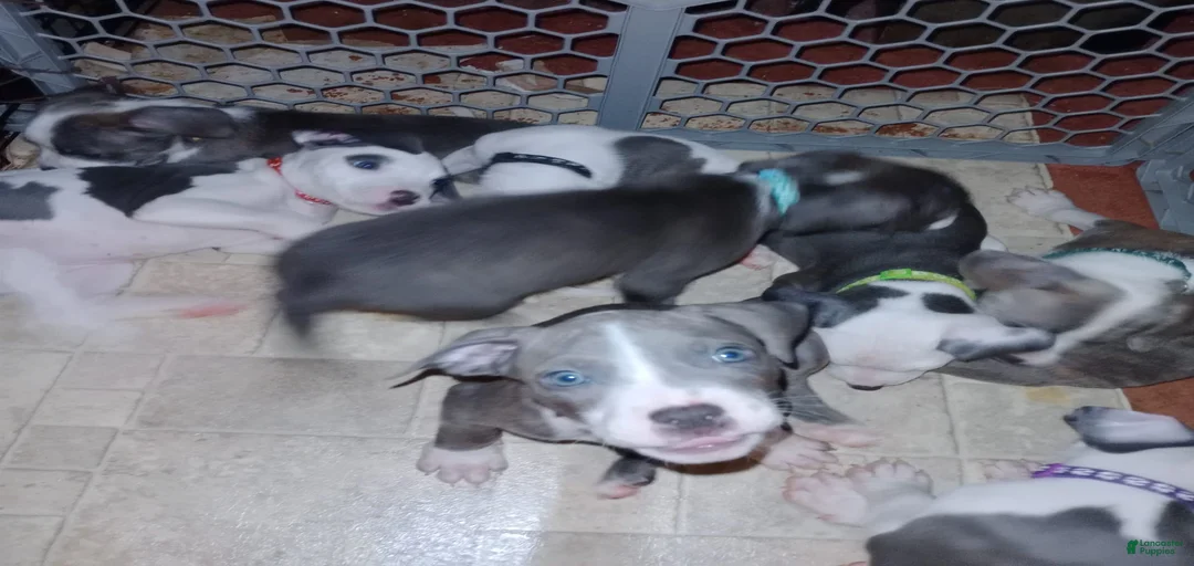 Gallery Image {{count}}