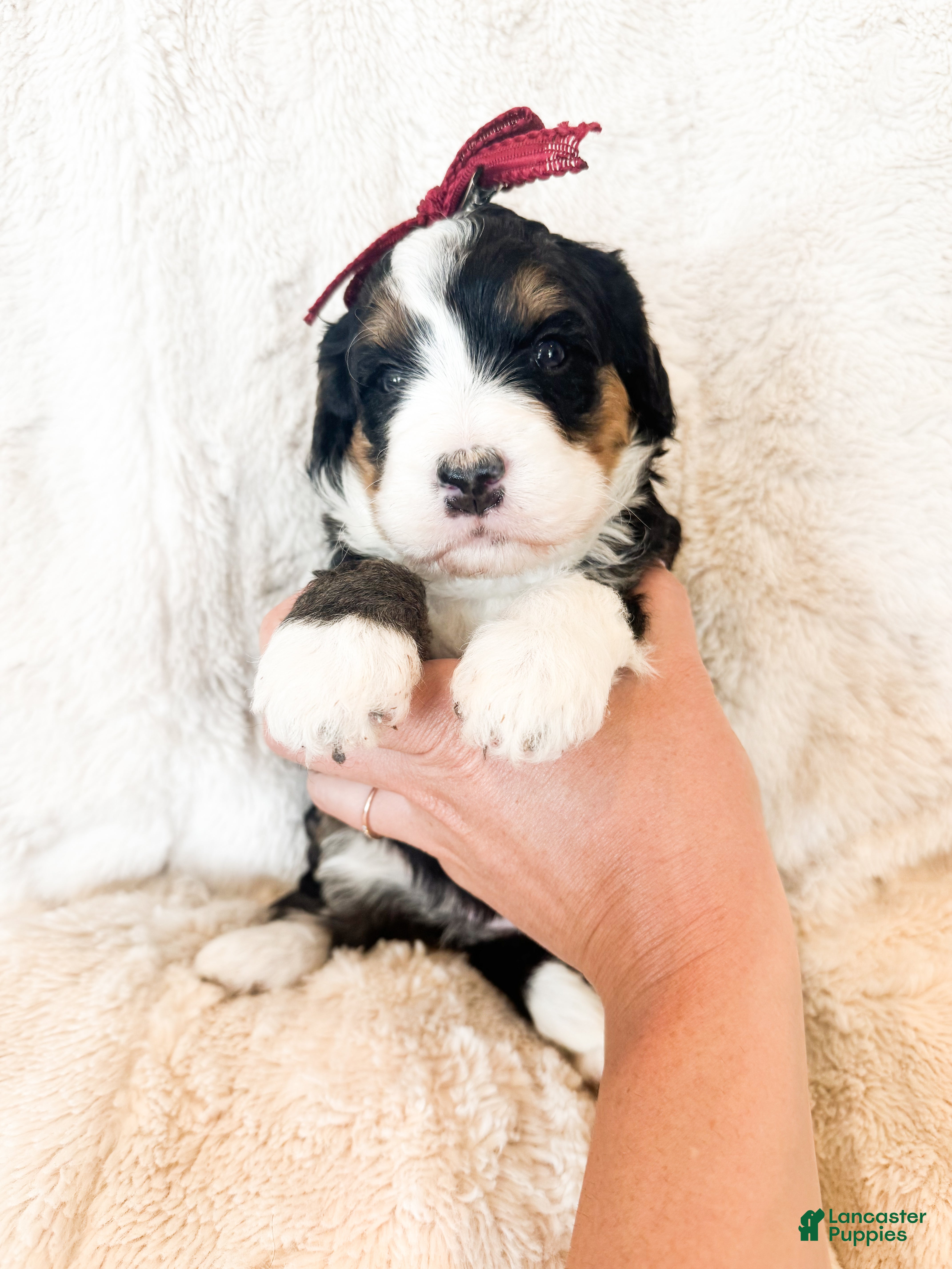 Bernedoodle dogs 'Mary Ann' Red Collar Female Medium Bernedoodle - Ad 2