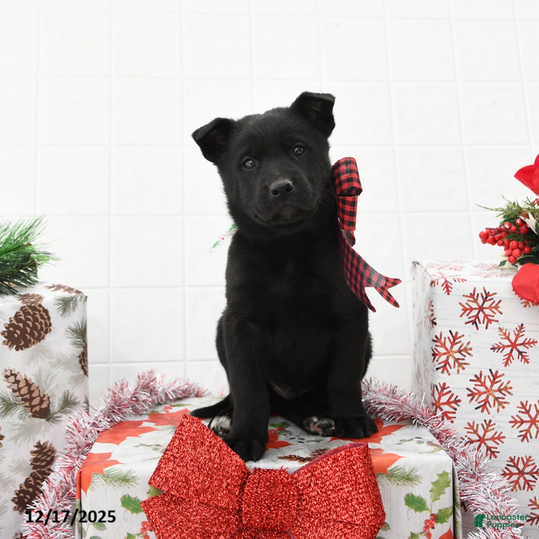 Mixed Breed dogs for sale: Georgie - Ad 2