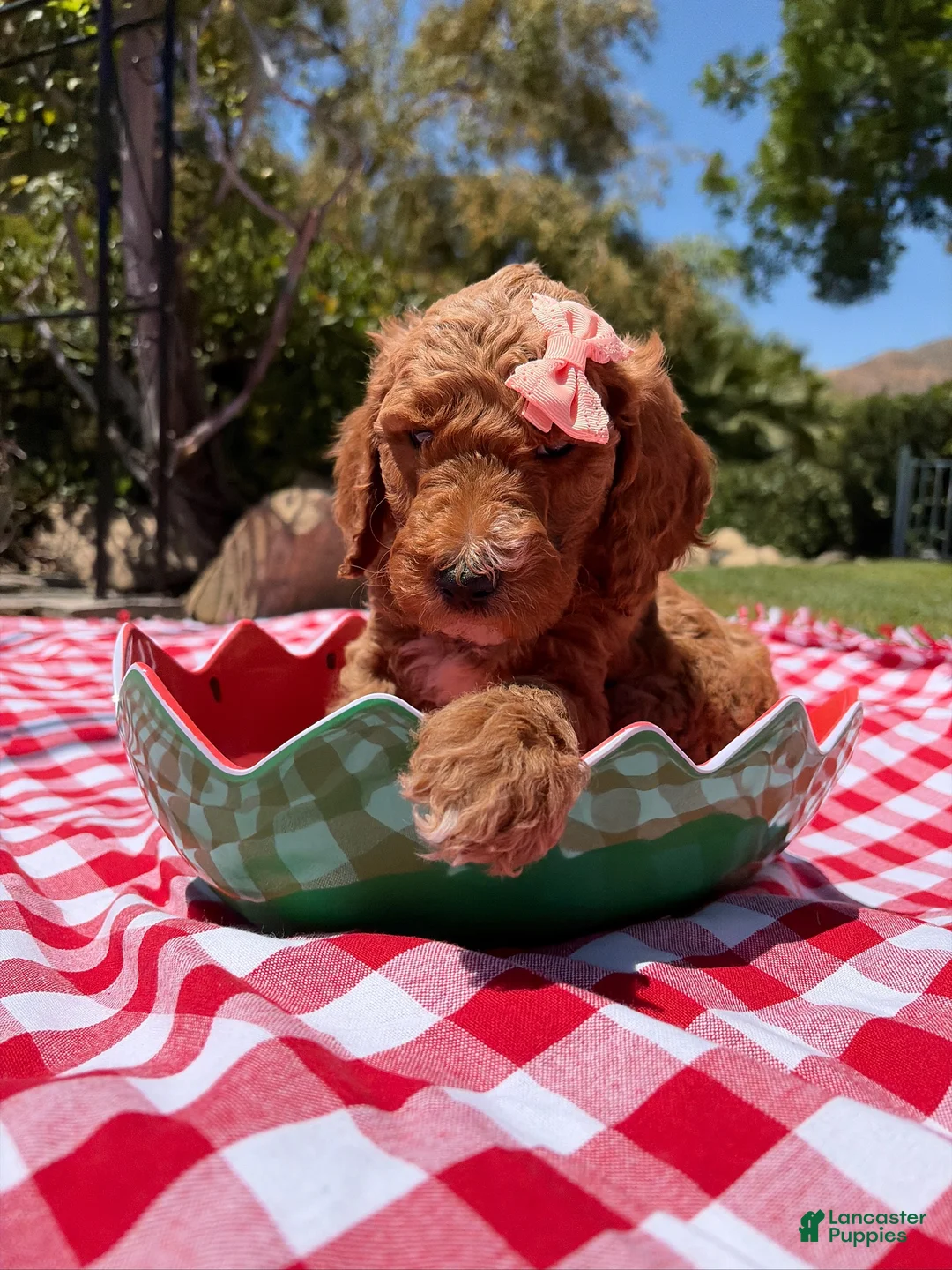 Goldendoodle dogs for sale: Chowder Jr. - Ad 9