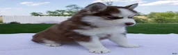 Pomsky dogs for sale: Sierra  - Ad 5