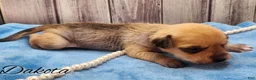Mixed Breed dogs for sale: Dakota - Ad 12