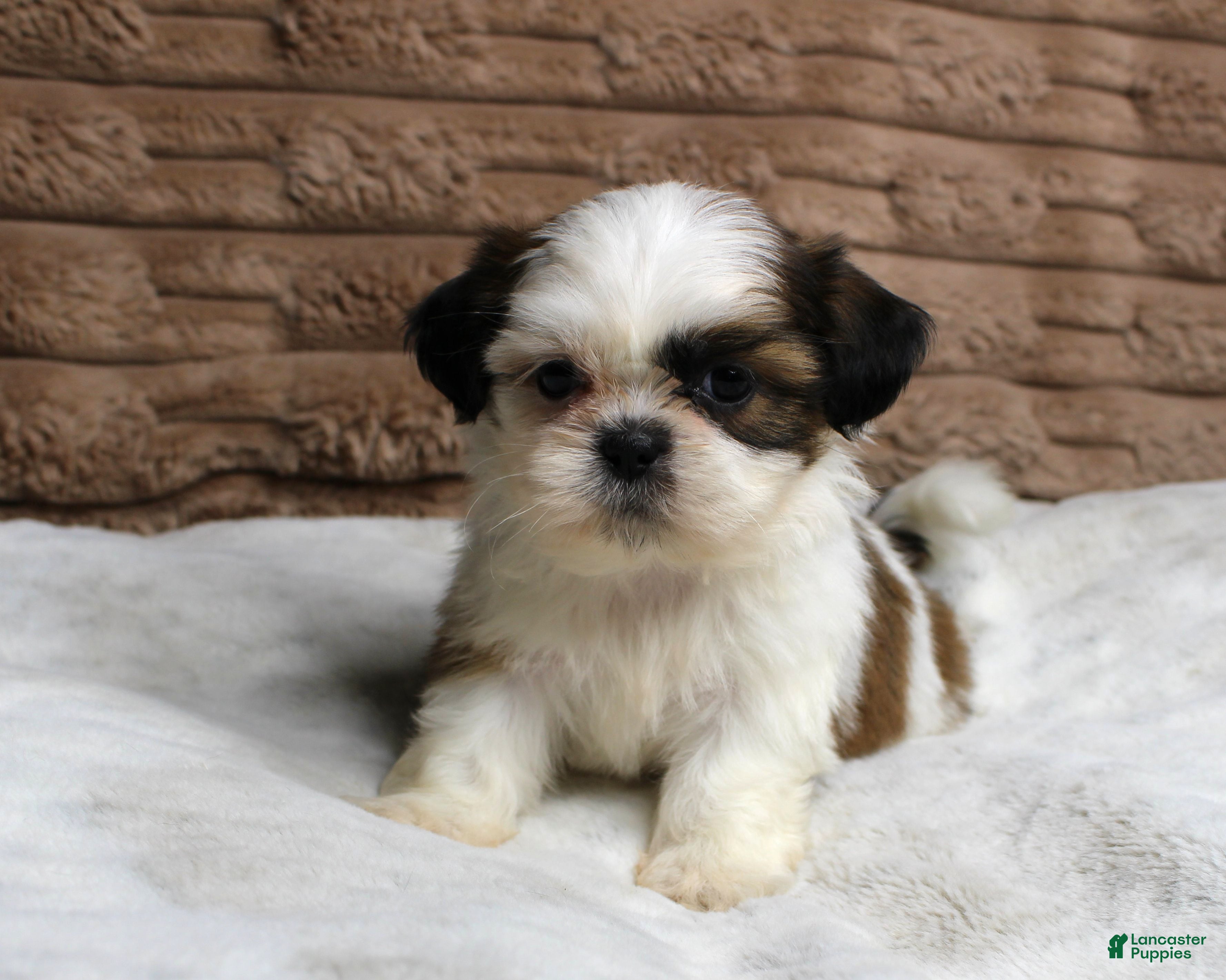 Shih Tzu dogs Sophie - Ad 7