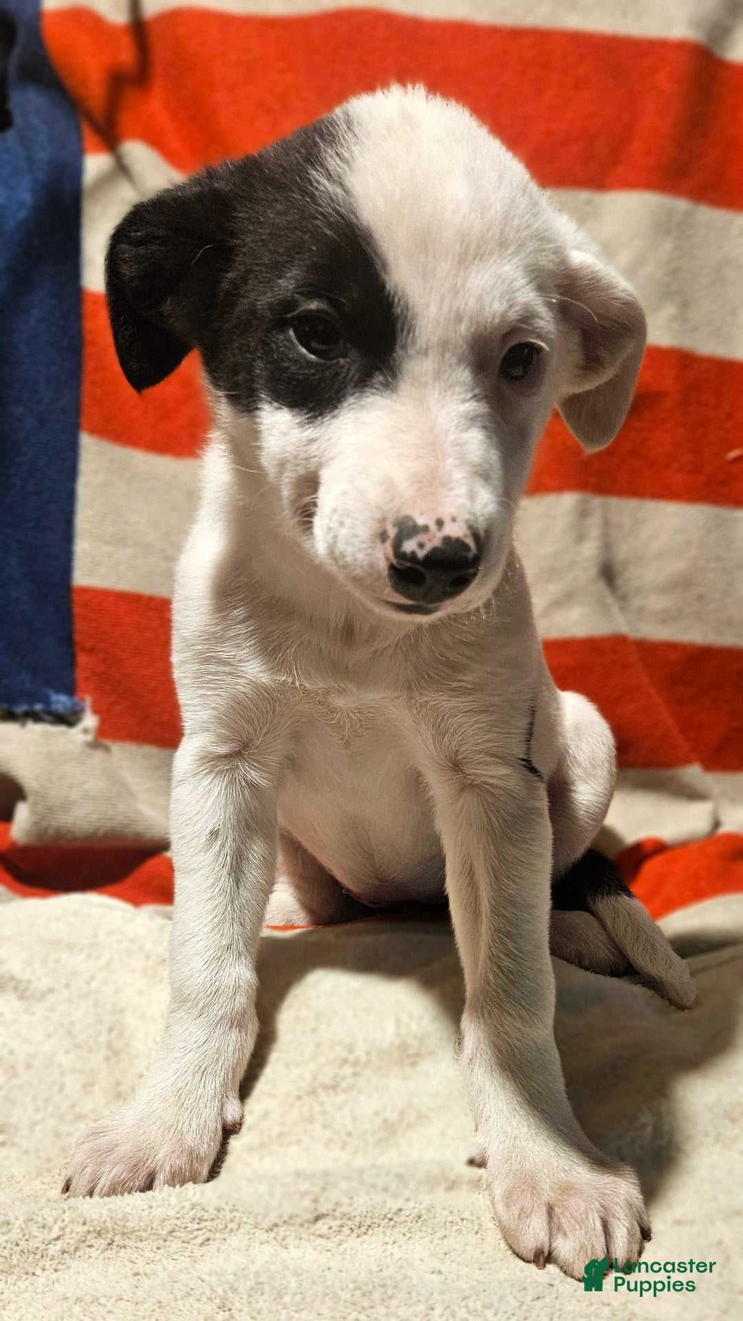 Border Collie dogs for sale: Dreami (Runt) - Ad 47