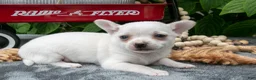 Chihuahua dogs for sale: Salty Caramel - Ad 3