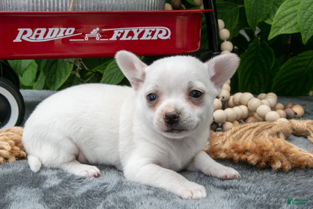 Chihuahua dogs for sale: Salty Caramel - Ad 3
