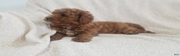 Mini Goldendoodle dogs for sale: Mini Goldendoodle Puppy 4 - Ad 5