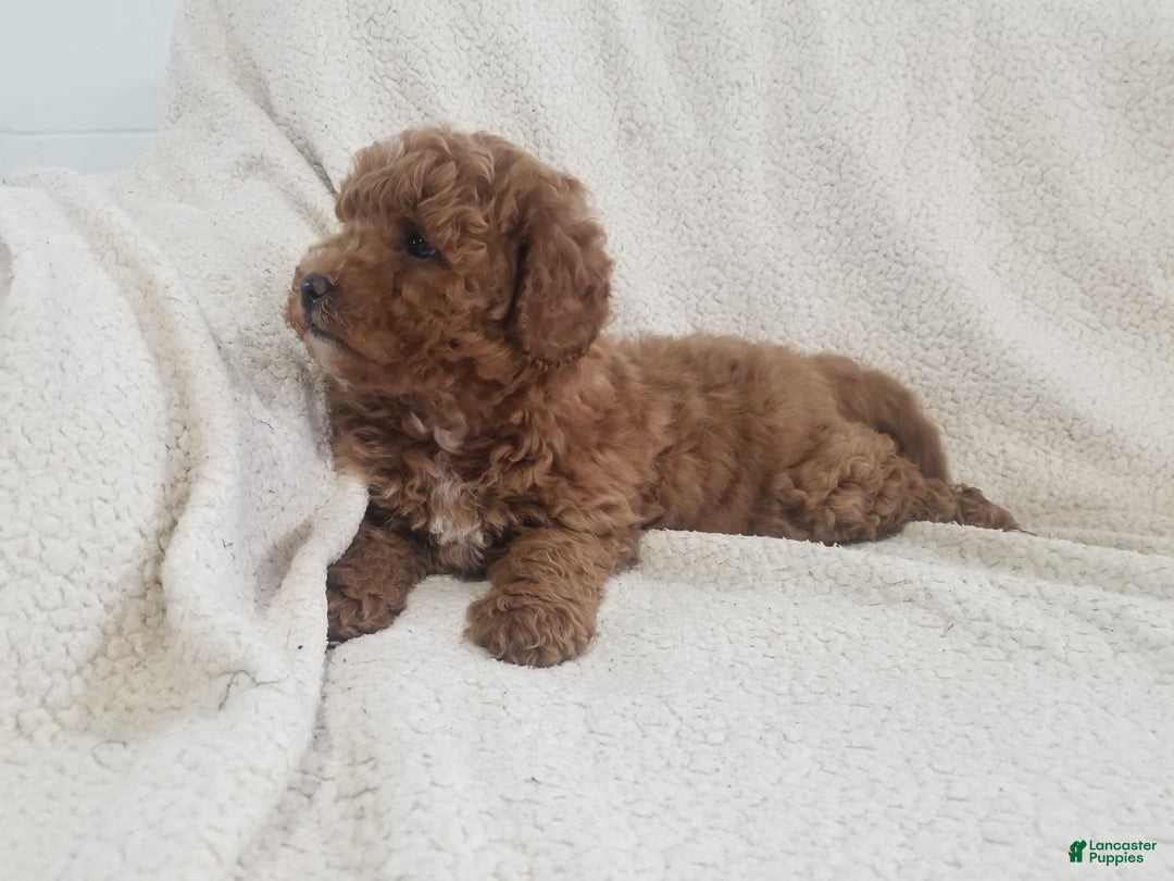 Mini Goldendoodle dogs for sale: Mini Goldendoodle Puppy 4 - Ad 5