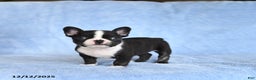 French Bulldog dogs for sale: Zuzie - Ad 1