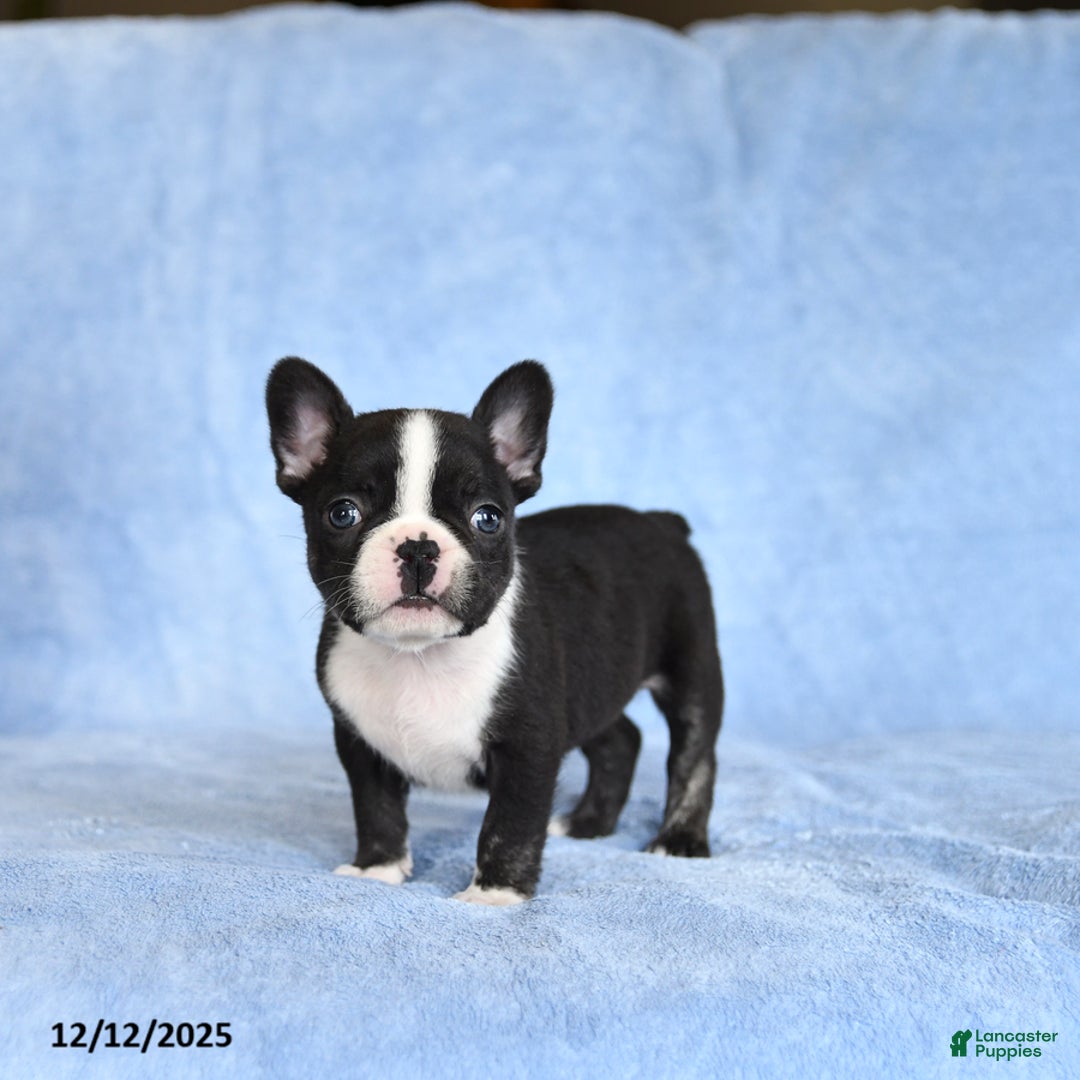 French Bulldog dogs for sale: Zuzie - Ad 1