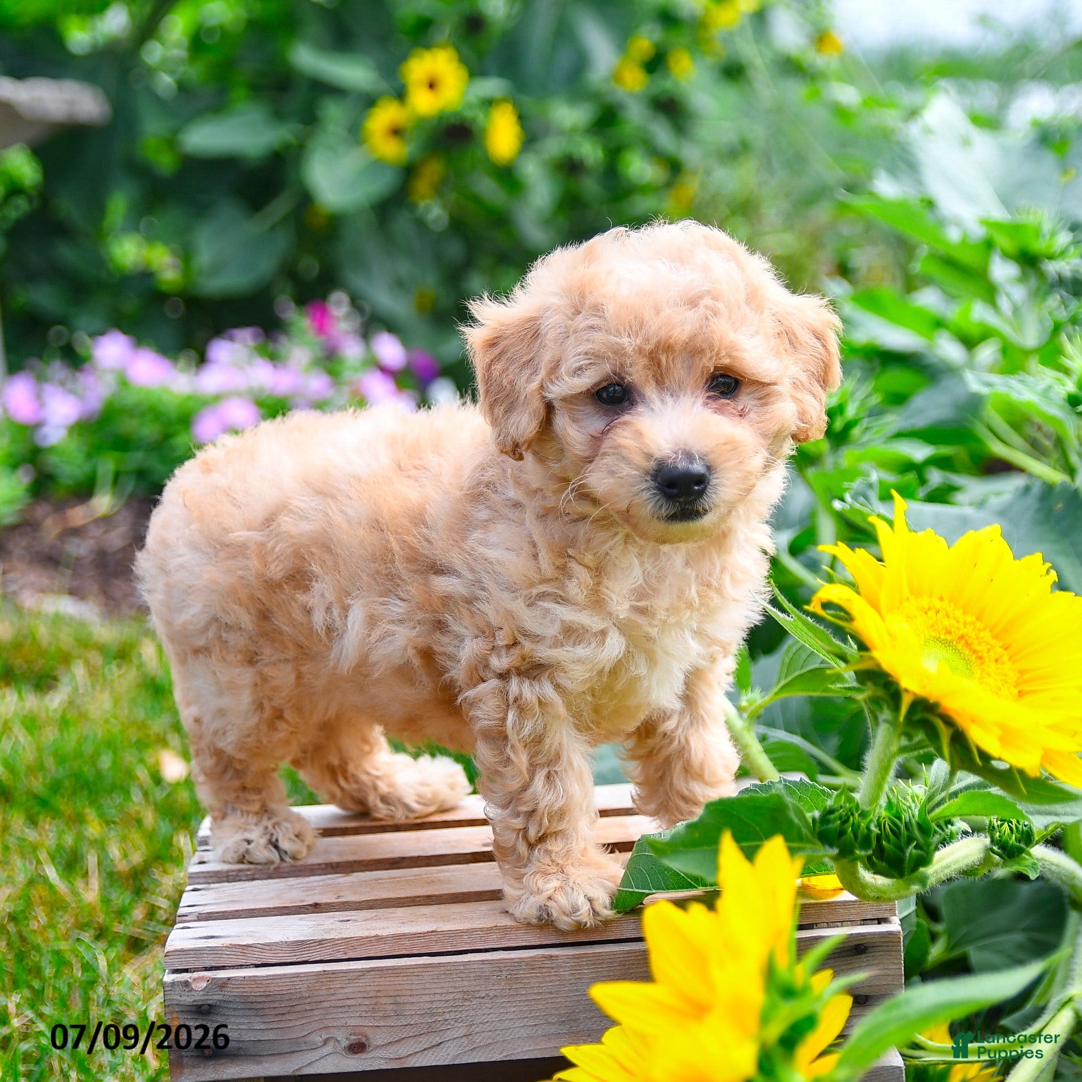 Maltipoo dogs Biscuit - Ad 2