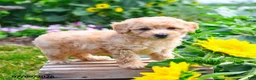 Maltipoo dogs for sale: Biscuit - Ad 2