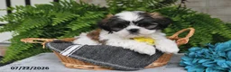 Shih Tzu dogs for sale: Hudson - Ad 4