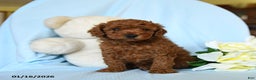 Toy Poodle dogs for sale: Waylon - Ad 5