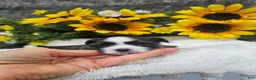 Shih Tzu dogs for sale: Cody - Ad 3