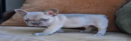 French Bulldog dogs for sale: Ollie - Ad 7