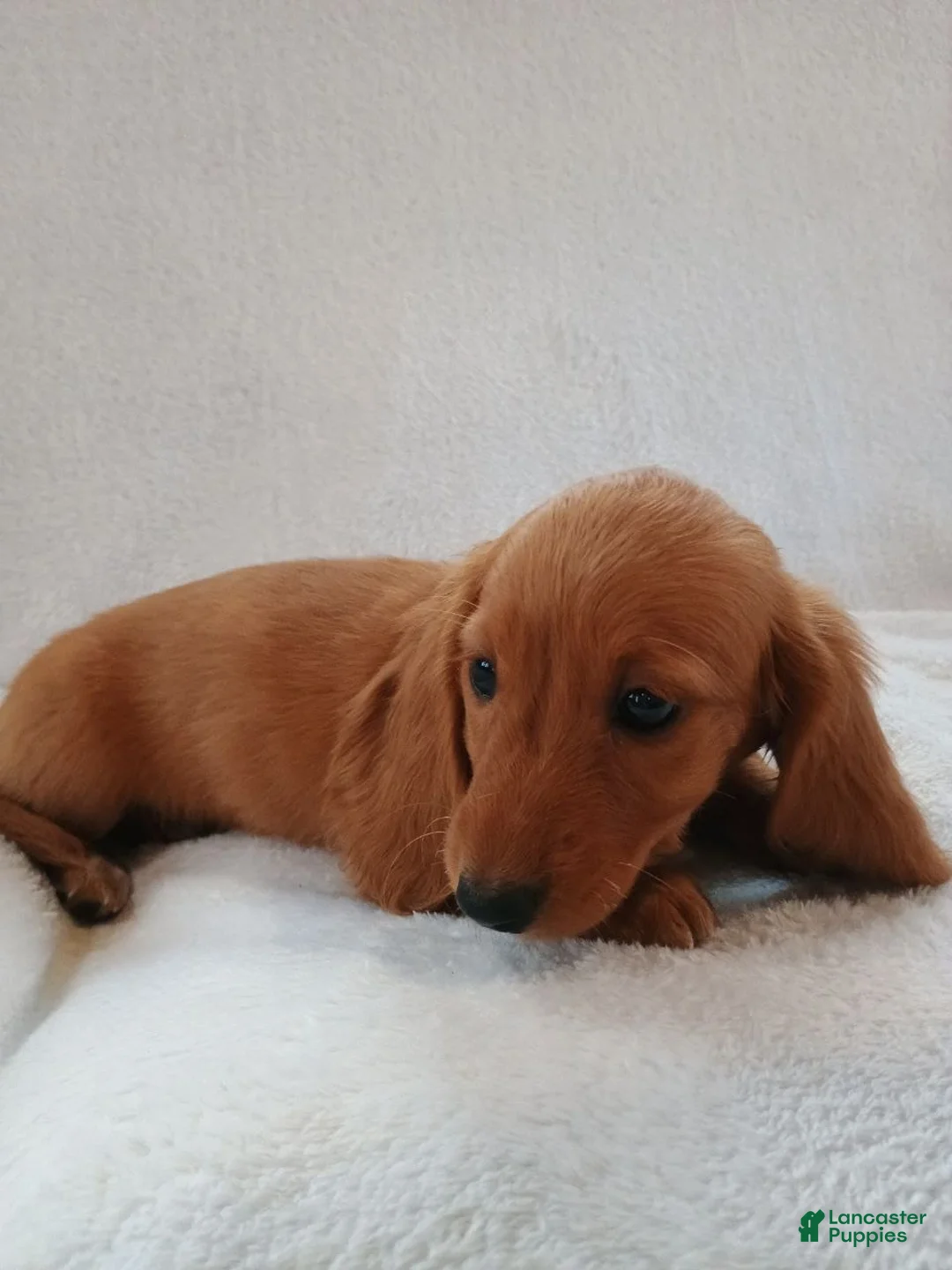 Miniature Dachshund dogs for sale: Sally  - Ad 7