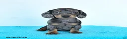 Miniature Dachshund dogs for sale: Hazel - Ad 5