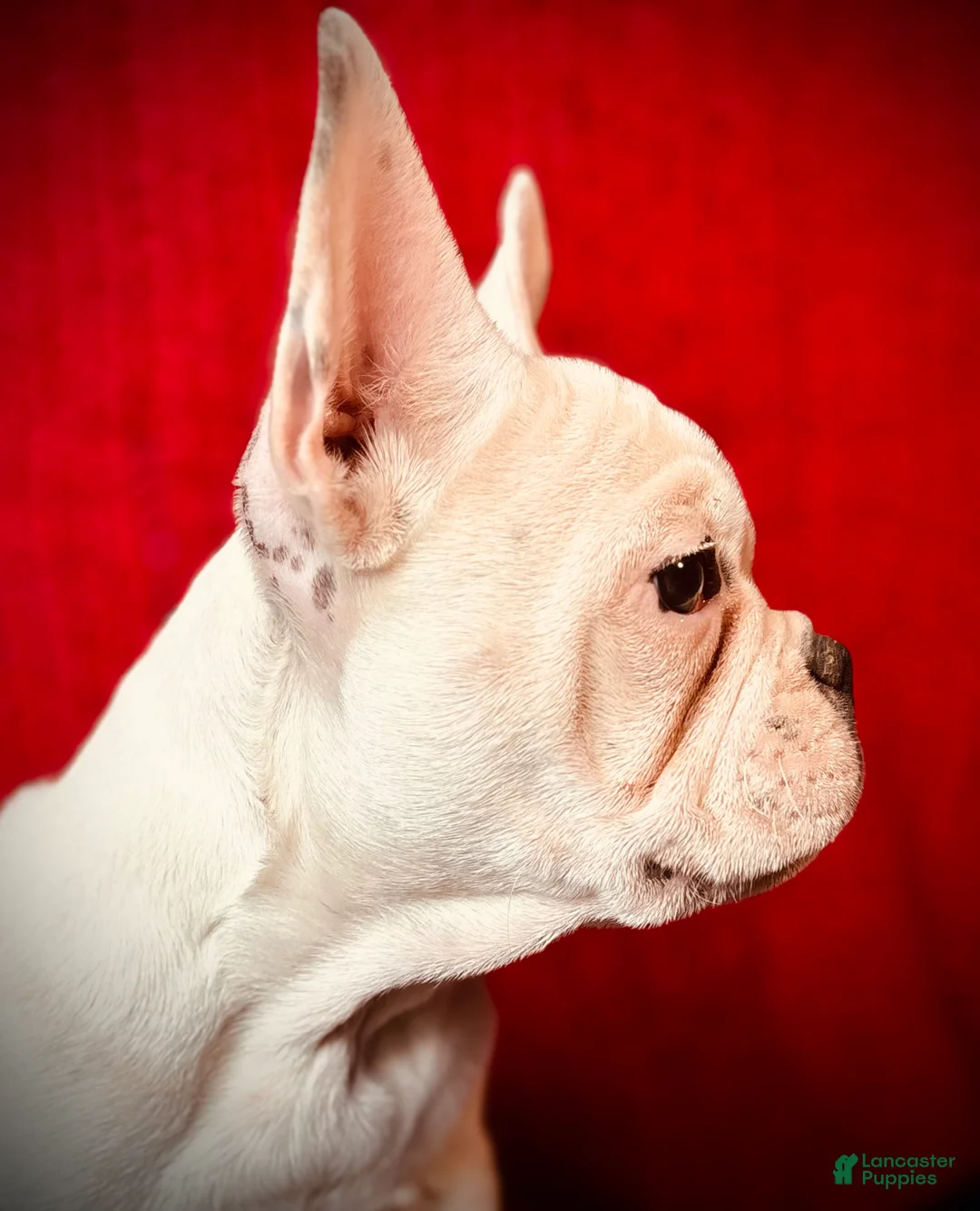 French Bulldog dogs for sale: Maislee - Ad 3