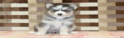 Pomsky dogs for sale: Willow - Ad 3