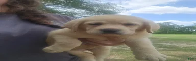 Labrador Retriever 3