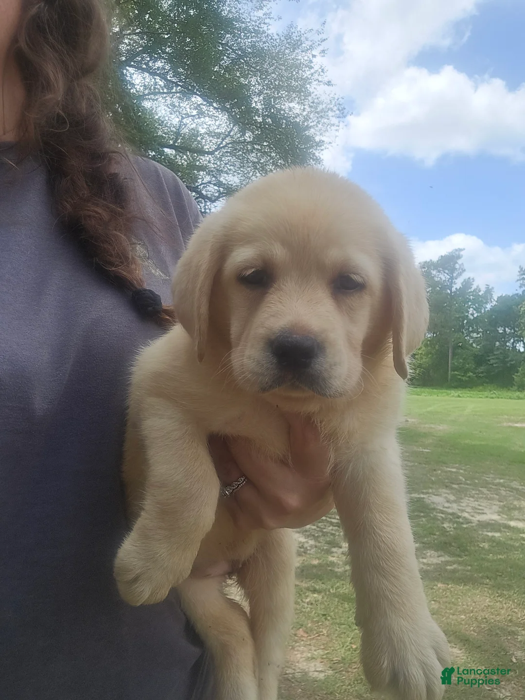 Labrador Retriever dogs for sale: Labrador Retriever 3 - Ad 1