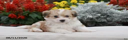 Corgipoo dogs for sale: Simba - Ad 4