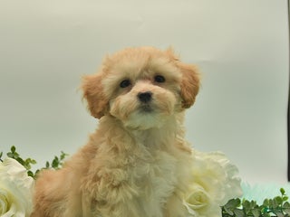 Maltipoo dogs Waldo - Ad 3