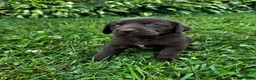 Labrador Retriever dogs for sale: Shelly - Ad 4