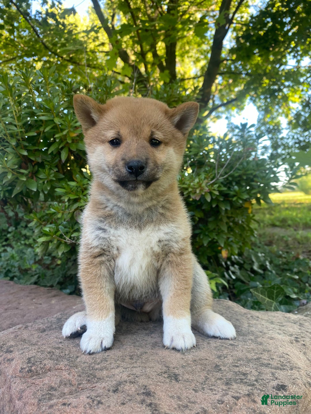 Shiba Inu Puppies for sale Lancaster Puppies