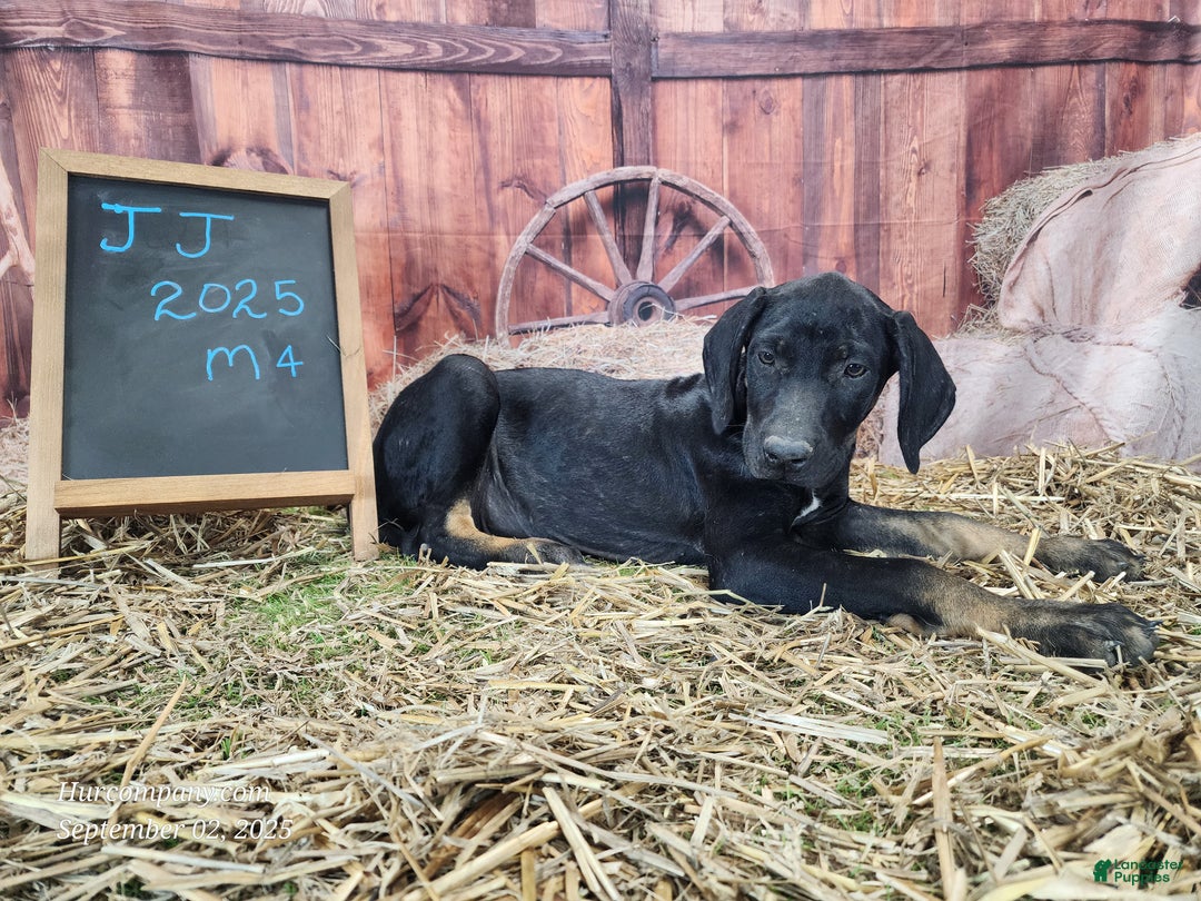 Catahoula Leopard Dog dogs for sale: JJ 2025 Male 4 - Ad 12