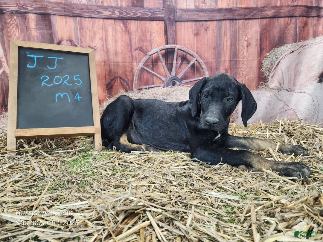 Catahoula Leopard Dog dogs for sale: JJ 2025 Male 4 - Ad 12