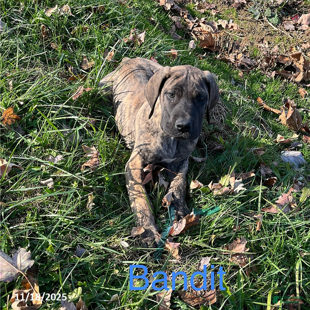 Great Dane dogs for sale: Bandit - Ad 5