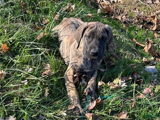 Great Dane dogs Bandit - Ad 10