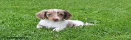 Miniature Dachshund dogs for sale: Butch - Ad 3
