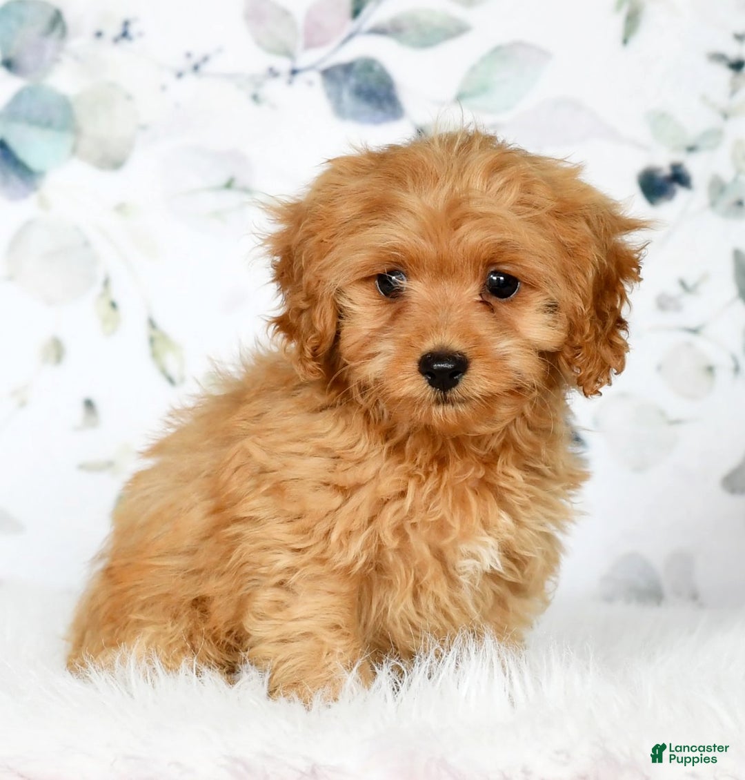 Cockapoo dogs for sale: Rocky - Ad 9