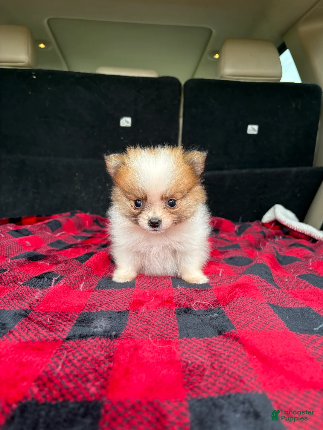Pomeranian dogs for sale: Lilly - Ad 1