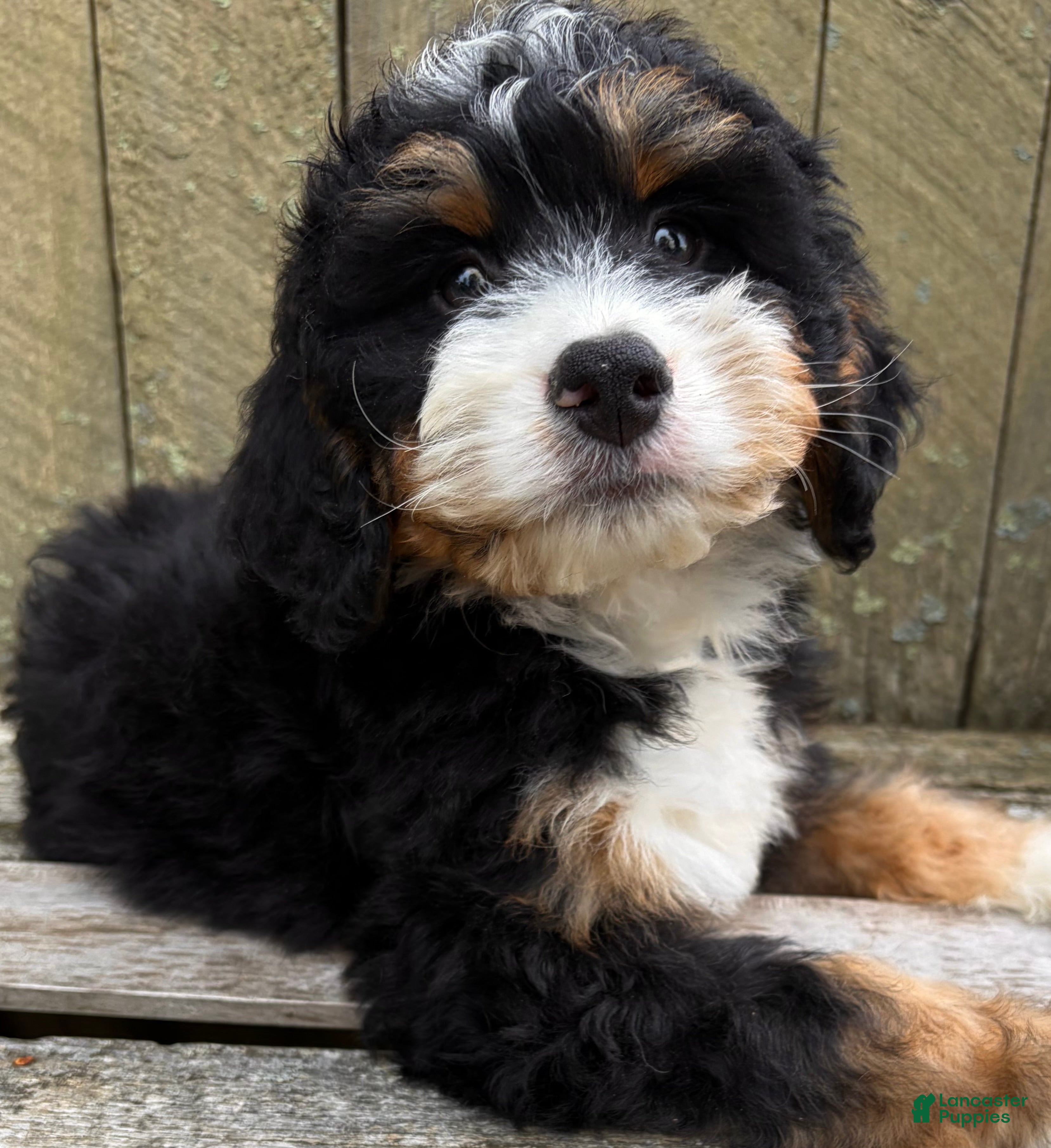 Mini Bernedoodle dogs for sale: 🩶IN BOSTON MASSACHUSETTS AREA🩶MINI BERNEDOODLE BOY🩶 - Ad 5
