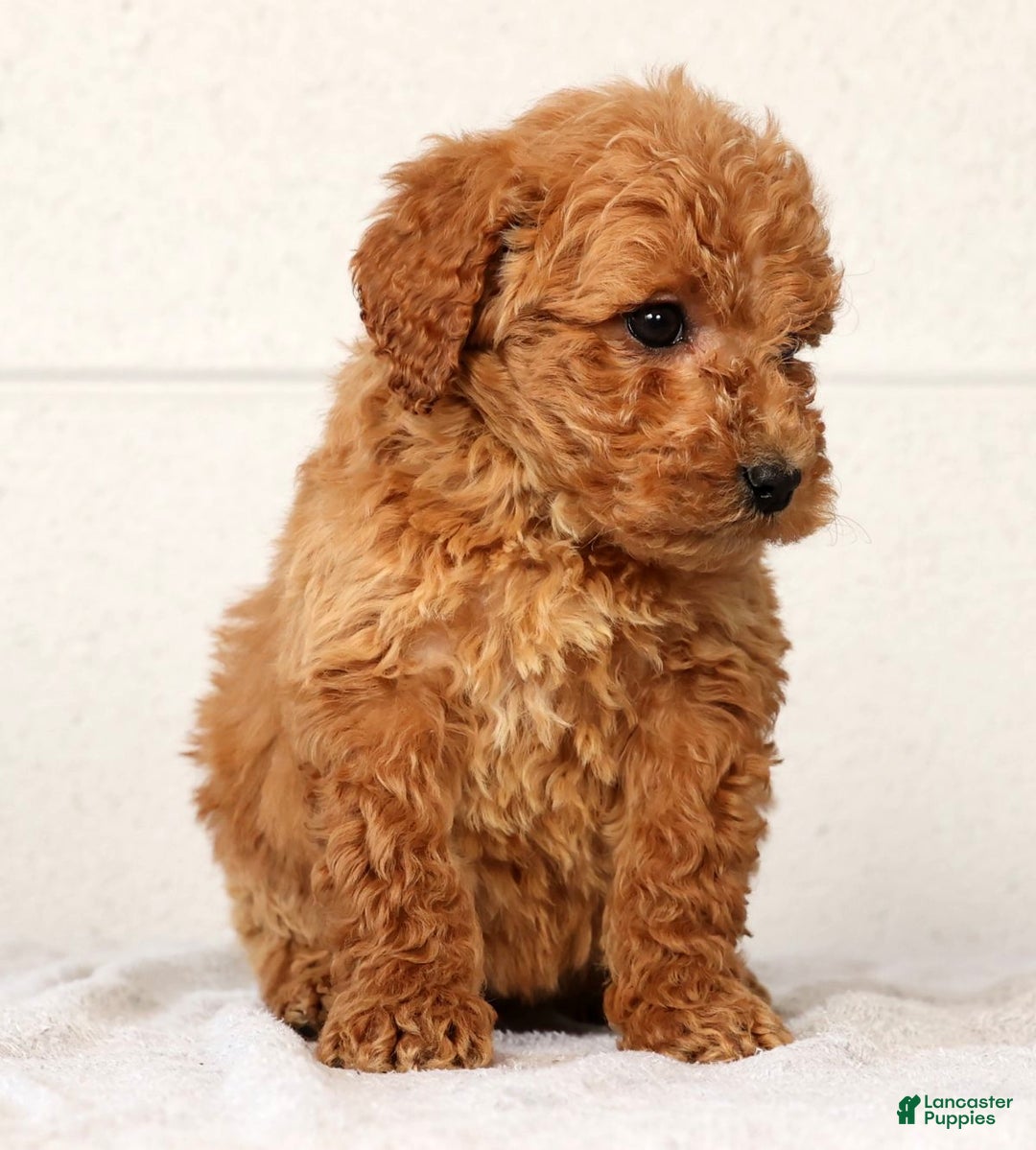 Mini Goldendoodle dogs for sale: Laina - Ad 6