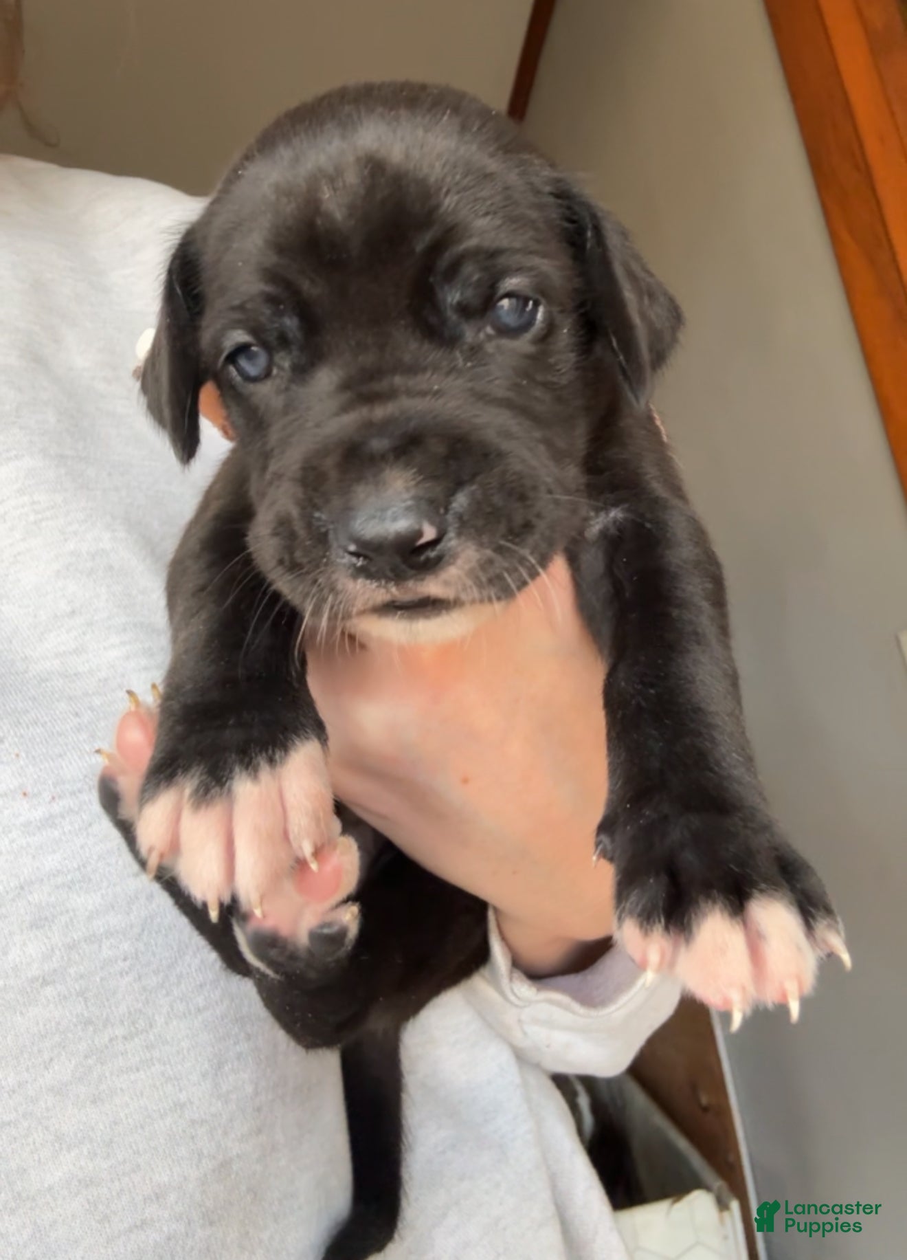 Great Dane dogs Girl black - Ad 28