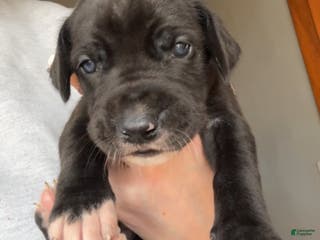 Great Dane dogs Girl black - Ad 28